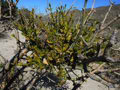 Phoradendron brachystachyum