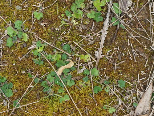 Hydrocotyle bowlesioides observed 2023-06-23