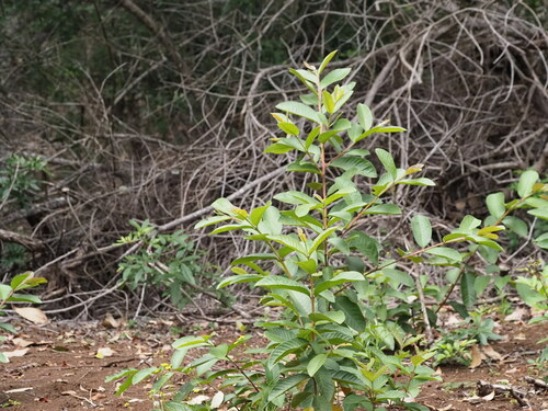 Psidium guajava observed 2023-06-23