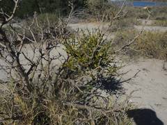 Phoradendron brachystachyum