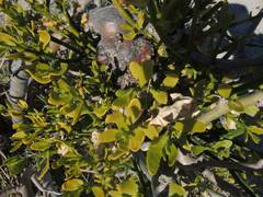 Phoradendron brachystachyum