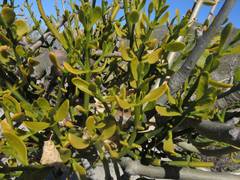 Phoradendron brachystachyum