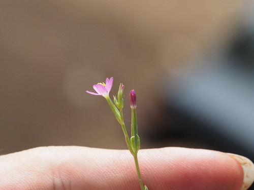 Centaurium erythraea observed 2023-06-23