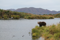 Ursus arctos middendorffi