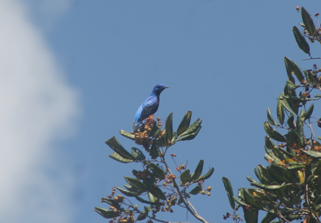 Banded Cotinga