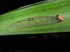 Dynastor darius stygianus