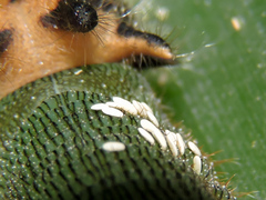 Dynastor darius stygianus