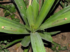 Dynastor darius stygianus