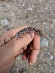 Phyllodactylus nocticolus