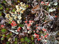 Cladonia borealis