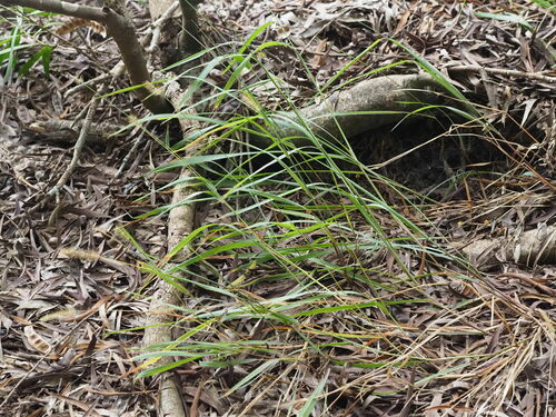 Setaria parviflora observed 2023-06-23