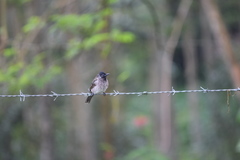 Pycnonotus cafer