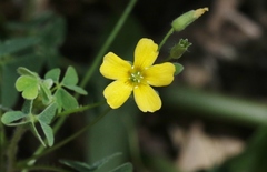 Oxalis thompsoniae