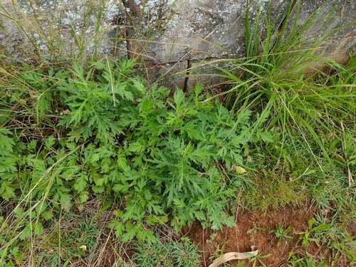 Artemisia vulgaris, 2023-06-23