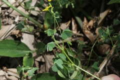 Oxalis thompsoniae
