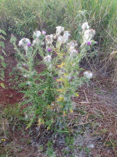Cirsium vulgare observed 2023-06-23