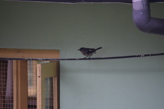 Copsychus saularis