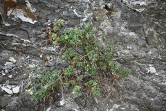 Perityle crassifolia