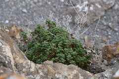 Perityle crassifolia