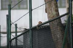 Funambulus palmarum