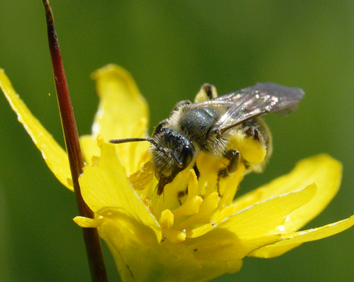 iNaturalist observation photo of Mining Bees