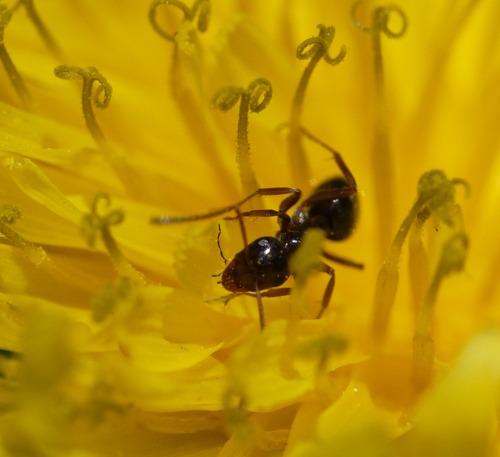 iNaturalist observation photo of Ants
