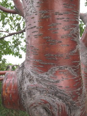 Amygdalus