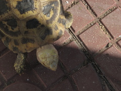 Indotestudo elongata