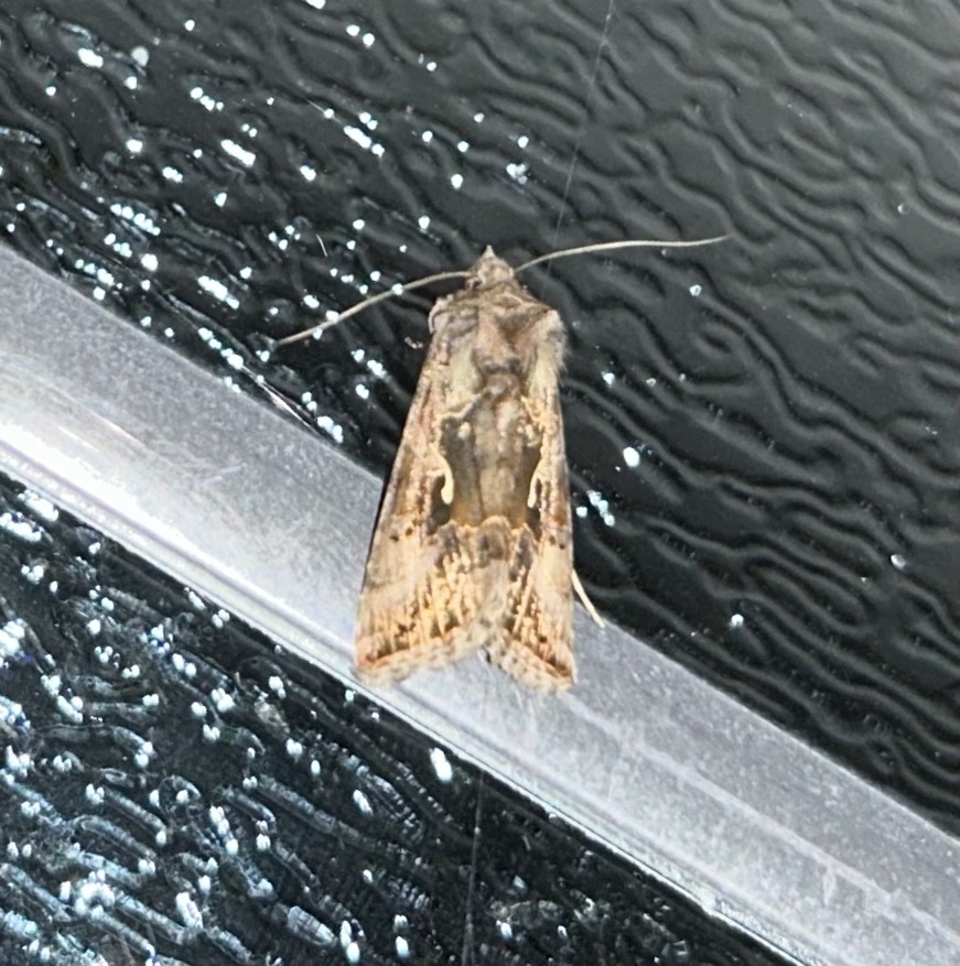 Silver Y from Eglingham Way, Morpeth, England, GB on June 25, 2023 at