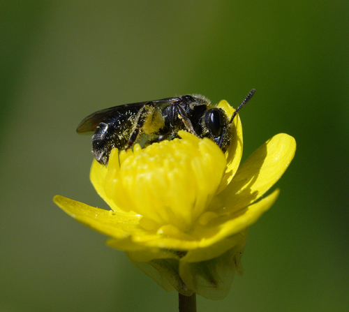 iNaturalist observation photo of Lasioglossum