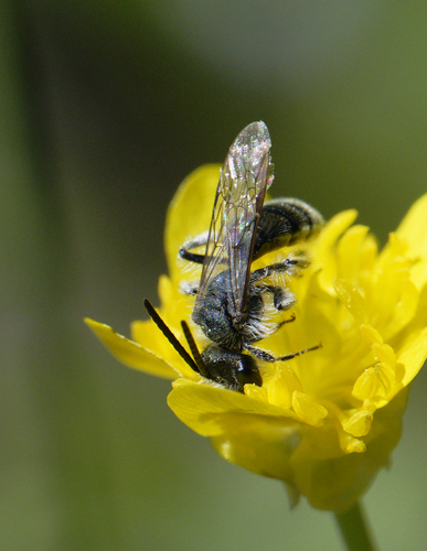 iNaturalist observation photo of Mining Bees