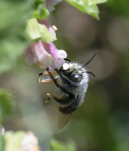 iNaturalist observation photo of Anthophora ursina