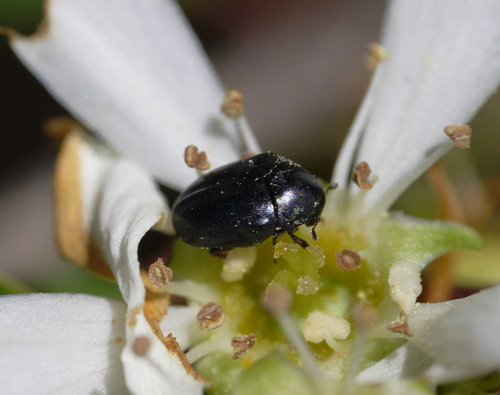 iNaturalist observation photo of Dark Carpet Beetle