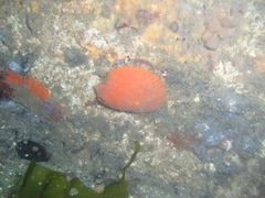 Aequipecten opercularis