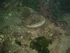 Aequipecten opercularis