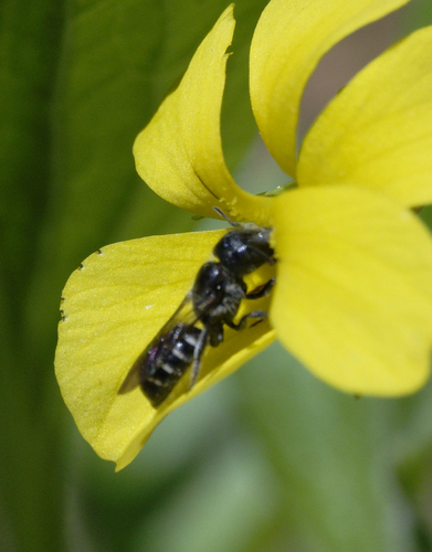 iNaturalist observation photo of Prong-faced Slender-Mason