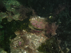 Aequipecten opercularis