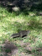 Otospermophilus variegatus