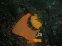 Aequipecten opercularis