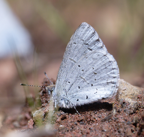 iNaturalist observation photo of Echo Azure
