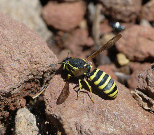 iNaturalist observation photo of Pseudomasaris