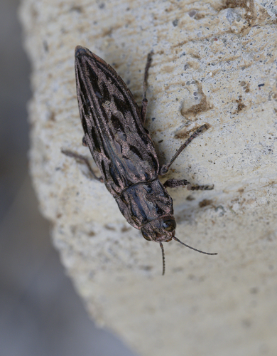 iNaturalist observation photo of Western Sculptured Pine Borer