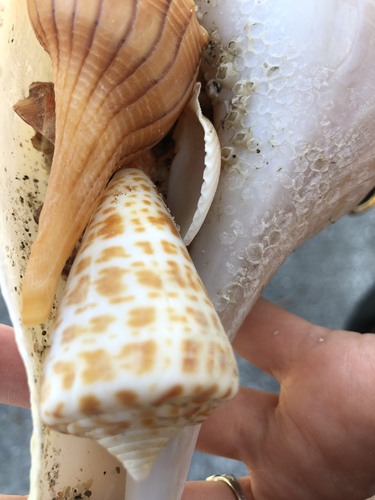 Conus spurius image