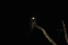 Nyctibius leucopterus