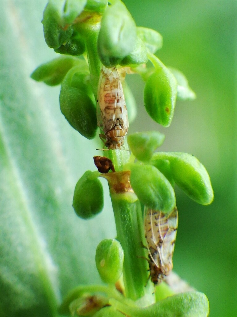 Aphalara monticola