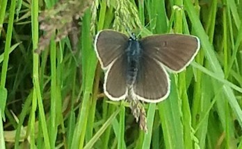 Mazarine Blue, 6268 Bemelen, Nederland, photo 7 of 10
