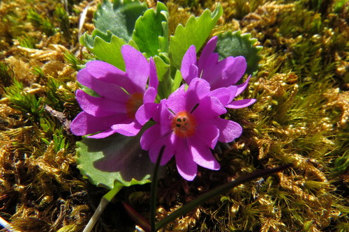 Wedge-leaf Primrose