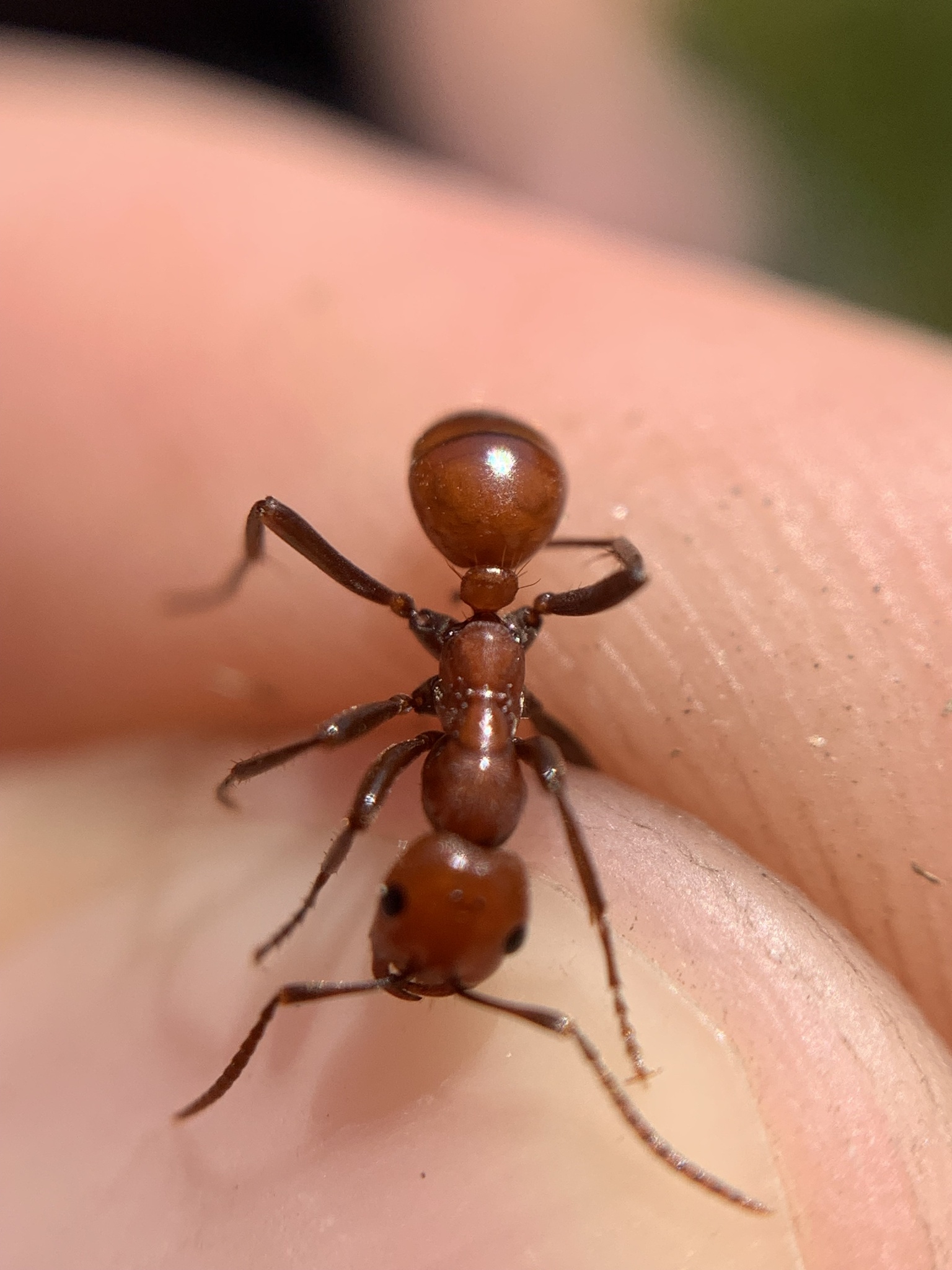 Polyergus sanwaldi