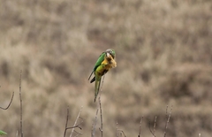 Eupsittula cactorum