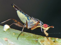 Glyphidops flavifrons